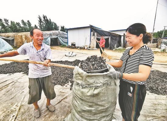 種植戶正在收集曬干的木耳，目前收購價(jià)每斤在14元左右